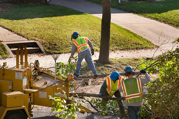 Tree Branch Trimming in Eddington, PA